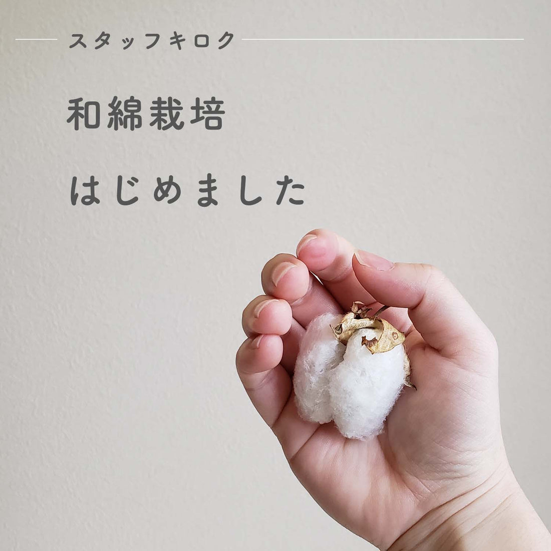 無農薬・無化学肥料で和綿の栽培に挑戦！綿花（コットンフラワー）栽培の様子をお届けします😊