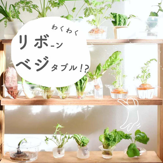 リボベジとは？人参、キャベツ、ネギ、レタスなどできる野菜18選と、おしゃれに楽しむ方法まで